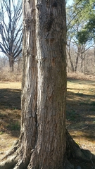 Acer rubrum
