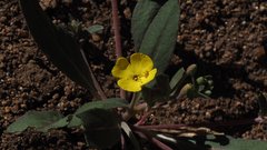 Camissoniopsis ignota