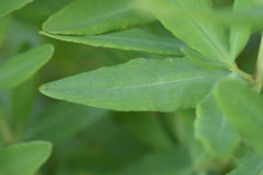 Hypericum swinkianum