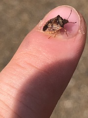 Dendrocoris humeralis