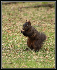 Sciurus carolinensis