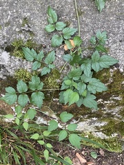 Clematis vitalba