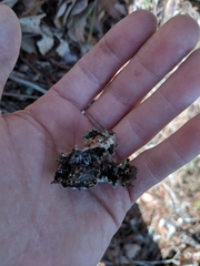 Parmotrema subtinctorium