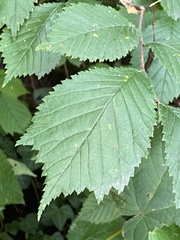 Ulmus glabra