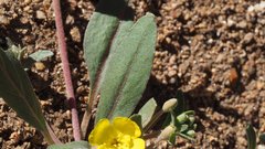 Camissoniopsis ignota