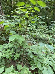 Ulmus glabra