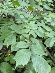 Ulmus glabra