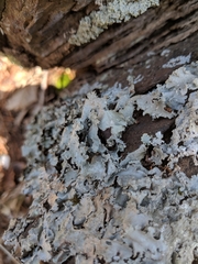 Parmotrema subtinctorium