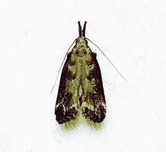 Dichomeris inversella