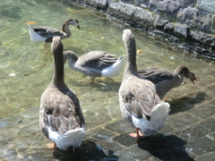 Anser anser domesticus