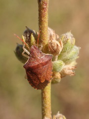 Peribalus strictus strictus