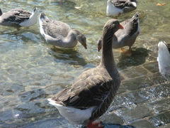 Anser anser domesticus