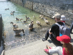 Anser anser domesticus