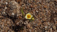 Leptosiphon lemmonii