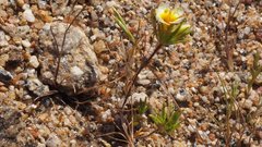 Leptosiphon lemmonii