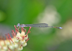 Enallagma vesperum