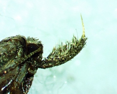 Dichomeris inversella