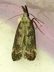 Dichomeris inversella