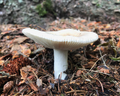 Russula pectinatoides