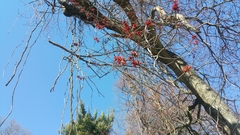 Acer rubrum