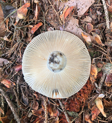 Russula pectinatoides