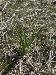 Toxicoscordion paniculatum
