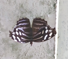 Myscelia cyaniris cyaniris