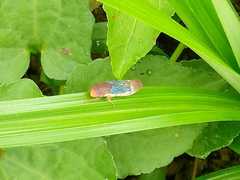 Hemiptera