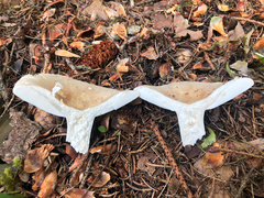 Russula pectinatoides