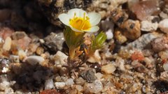 Leptosiphon lemmonii