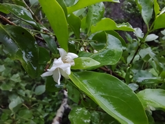 Chiococceae
