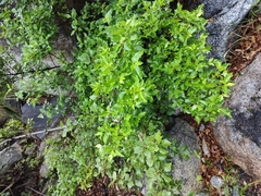 Chiococceae