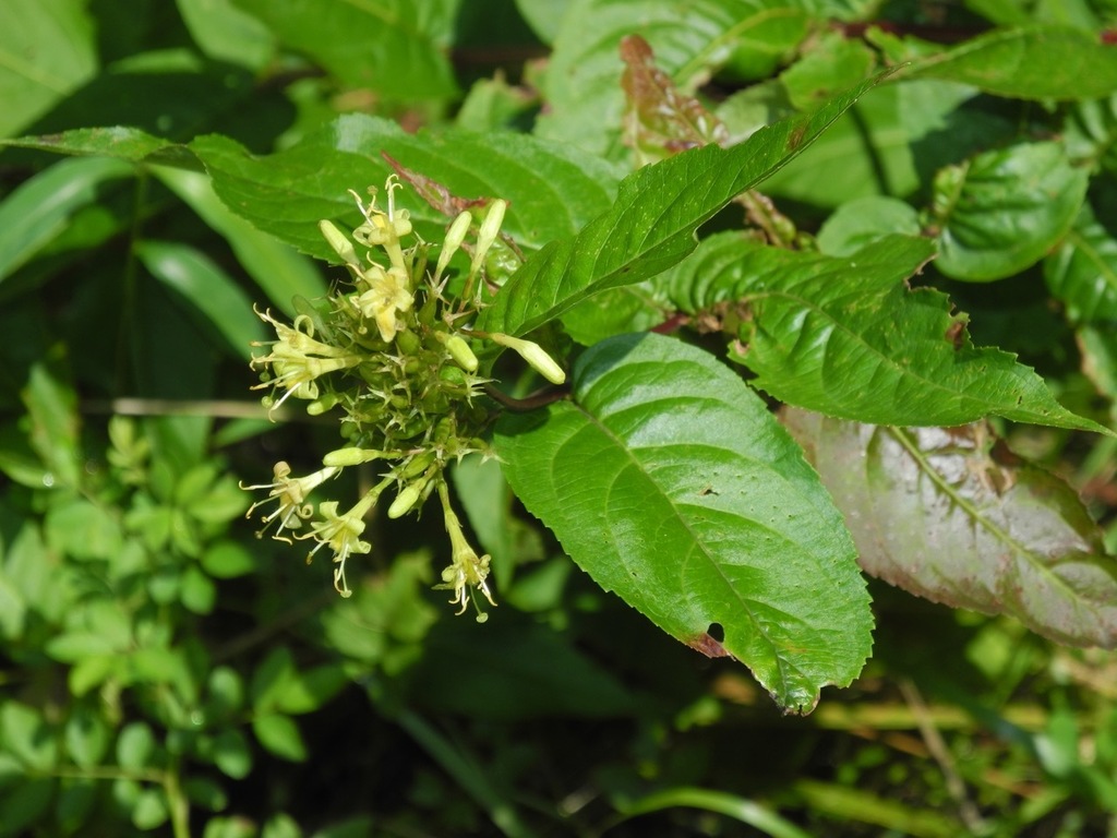 Southern bush honeysuckle (Diervilla sessilifolia)
