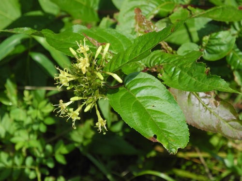 Southern bush honeysuckle (Diervilla sessilifolia)