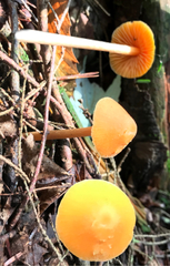 Entoloma salmoneum