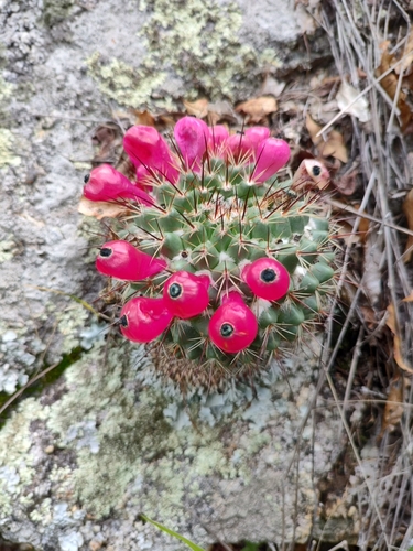 Mammillaria petrophila