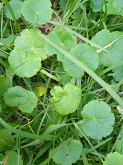 Hydrocotyle bonplandii