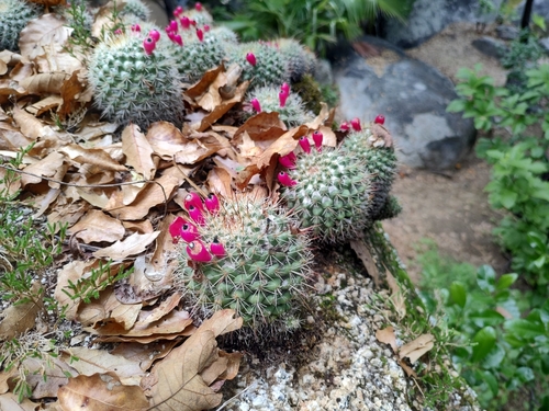 Mammillaria petrophila