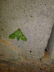 Proserpinus terlooii