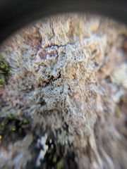 Rinodina ascociscana