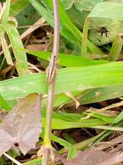 Orthoptera