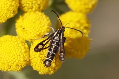 Pyropteron triannuliformis