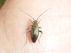Irbisia
