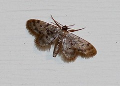 Idaea bonifata
