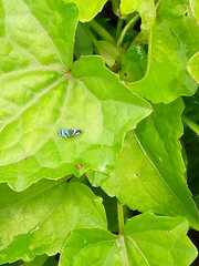 Hemiptera