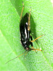 Slaterocoris stygicus