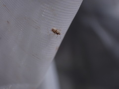 Monosteira unicostata