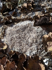 Lecanora subimmergens