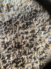 Lecanora subimmergens