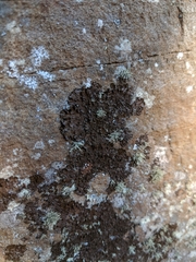 Melanelixia glabratula